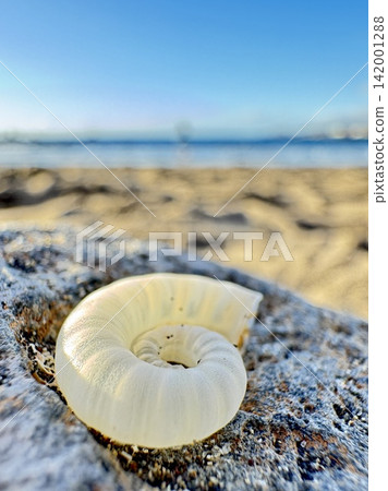 White Sea Cucumber Holothuroidea On Coastal Rock With Blurred Beach And Ocean Background Macro View White Sea Cucumber Holothuroidea On Coastal Rock With Blurred Beach And Ocean Background Macro View 142001288