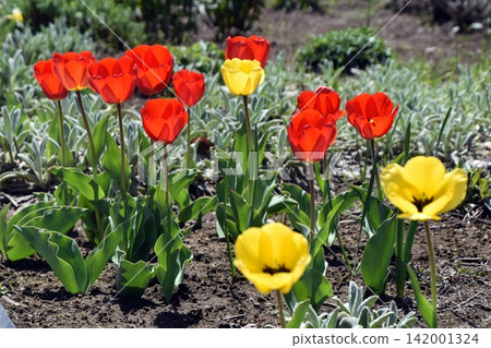 Tulip Tulip 142001324