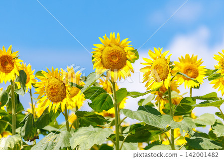 Blue sky and sunflower field 142001482