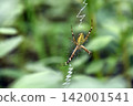 Spider Spider 142001541