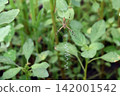 Spider Spider 142001542