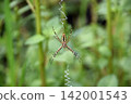 Spider Spider 142001543