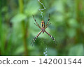 Spider Spider 142001544