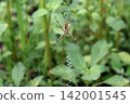 Spider Spider 142001545