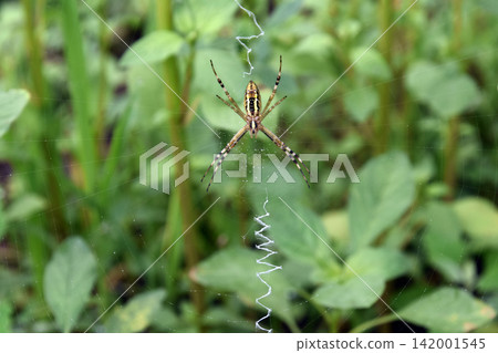 Spider Spider 142001545