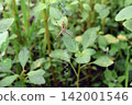 Spider Spider 142001546