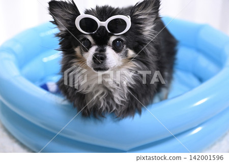 An elderly Chihuahua playing in a pool while wearing sunglasses. An elderly Chihuahua playing in a pool while wearing sunglasses. 142001596