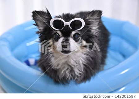 An elderly Chihuahua playing in a pool while wearing sunglasses. An elderly Chihuahua playing in a pool while wearing sunglasses. 142001597