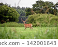 One Ezo deer One Ezo deer 142001643