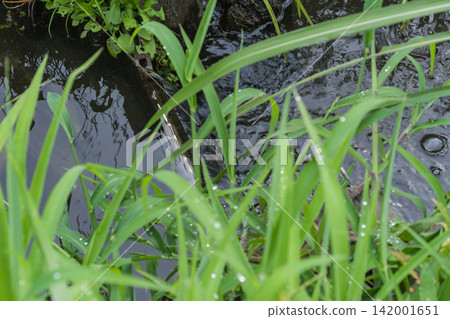 Flow of rice fields Flow of rice fields 142001651