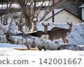 Flock of Ezo deer Flock of Ezo deer 142001667