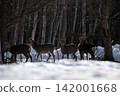 Flock of Ezo deer Flock of Ezo deer 142001668