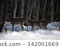 Flock of Ezo deer Flock of Ezo deer 142001669