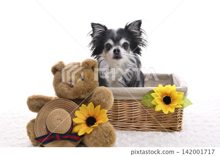Sunflower and teddy bear plush toy, Chihuahua, summer theme Sunflower and teddy bear plush toy, Chihuahua, summer theme 142001717