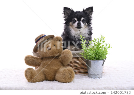 一隻戴著草帽的泰迪熊和一隻年老的吉娃娃犬。 一隻戴著草帽的泰迪熊和一隻年老的吉娃娃犬。 142001783