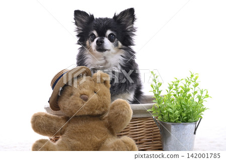 一隻戴著草帽的泰迪熊和一隻年老的吉娃娃犬。 一隻戴著草帽的泰迪熊和一隻年老的吉娃娃犬。 142001785