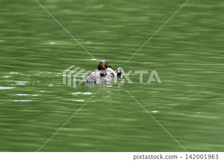 A family of grebes swimming gracefully - wild birds 142001963