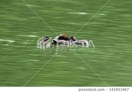 A family of grebes swimming gracefully - wild birds 142001967