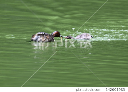 A parent grebe feeding its young. 142001983