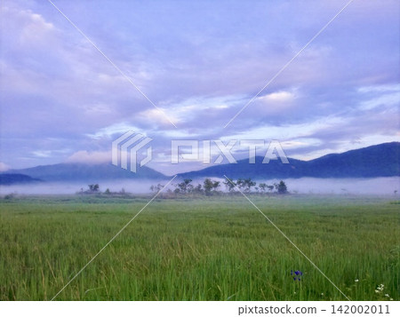 Summer in Oze: A breathtaking view of the mystical wetlands shrouded in morning mist and under a clear blue sky. Summer in Oze: A breathtaking view of the mystical wetlands shrouded in morning mist and under a clear blue sky. 142002011