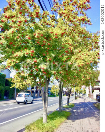 Autumn in Otaru: Rowan trees laden with red berries line the streets, creating a cityscape under a clear blue sky. Autumn in Otaru: Rowan trees laden with red berries line the streets, creating a cityscape under a clear blue sky. 142002012