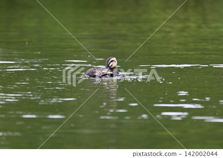Wild duck wild bird 142002044