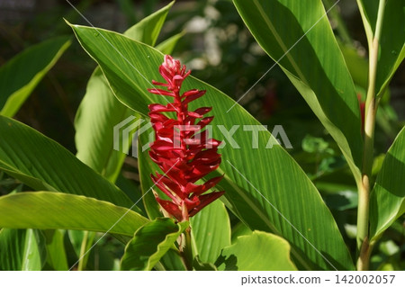 Red ginger Red ginger 142002057