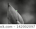 蓮花 142002097