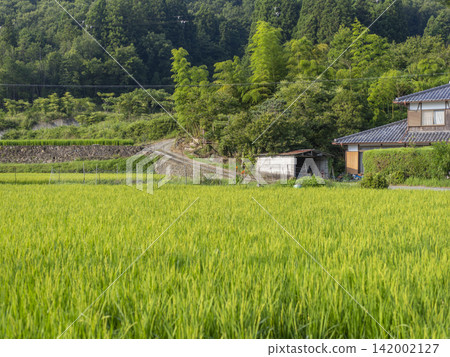 大阪府乃瀨町的鄉村景色 大阪府乃瀨町的鄉村景色 142002127