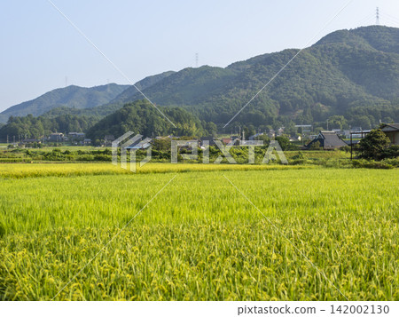 大阪府乃瀨町的鄉村景色 142002130