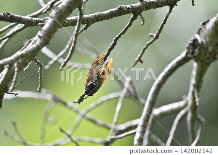 Cicada (Graptopsaltria nigrofuscata), Insect, Summer Cicada (Graptopsaltria nigrofuscata), Insect, Summer 142002142