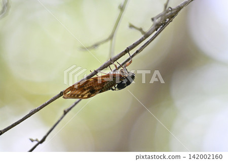 蟬 (Graptopsaltria nigrofuscata), 昆蟲, 夏季 142002160
