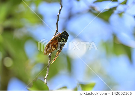 Cicada (Graptopsaltria nigrofuscata), Insect, Summer Cicada (Graptopsaltria nigrofuscata), Insect, Summer 142002166