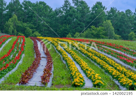 The breathtaking scenery of beautiful flower fields and lush forests that adorn Shinshu in summer The breathtaking scenery of beautiful flower fields and lush forests that adorn Shinshu in summer 142002195