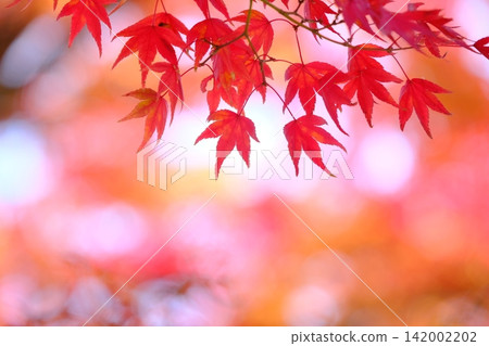 Close-up image of crimson maple leaves 142002202