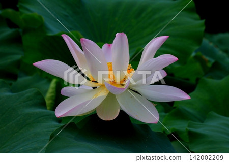 White Lotus Flower White Lotus Flower 142002209