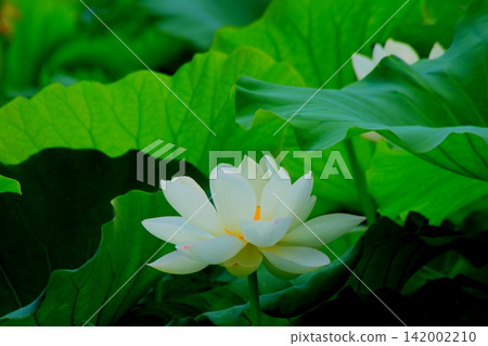 White Lotus Flower White Lotus Flower 142002210
