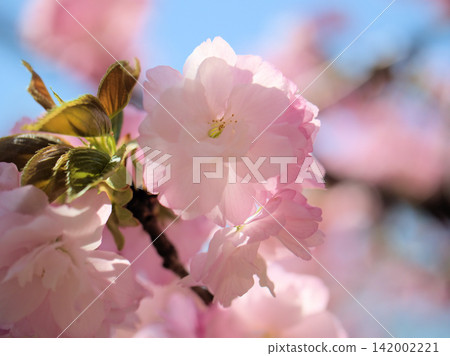 四月盛開的美麗「江戶」裡櫻花 142002221