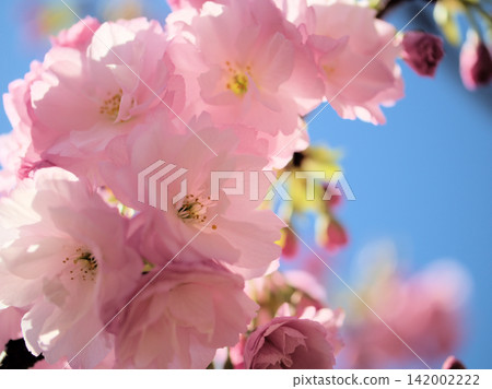 四月盛開的美麗「江戶」裡櫻花 四月盛開的美麗「江戶」裡櫻花 142002222