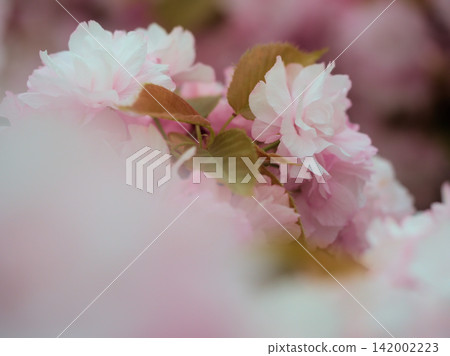 四月盛開的美麗「江戶」裡櫻花 142002223