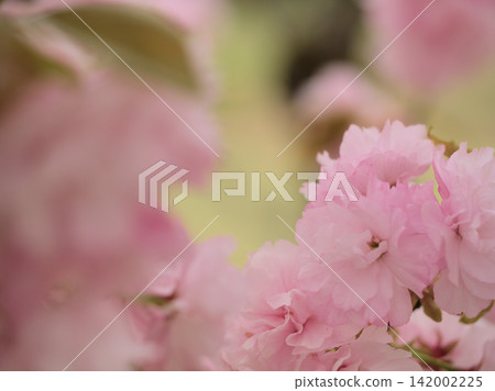 四月盛開的美麗「江戶」裡櫻花 142002225