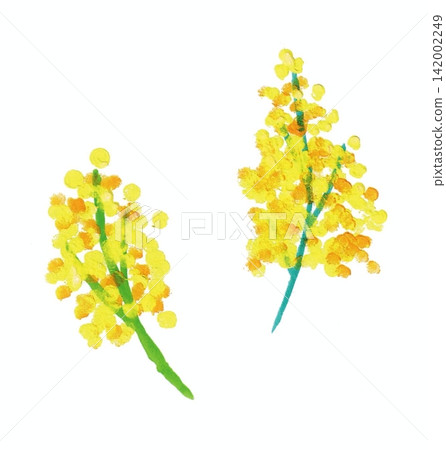 黃色含羞草花 黃色含羞草花 142002249