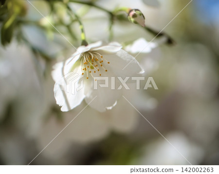 The beautiful white cherry blossoms, known as "Oshima cherry blossoms," bloomed in April. The beautiful white cherry blossoms, known as "Oshima cherry blossoms," bloomed in April. 142002263