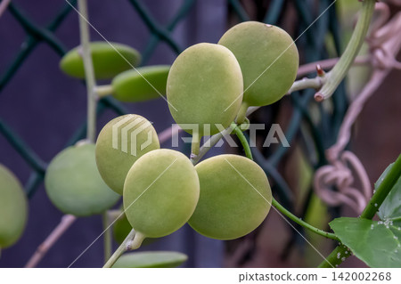 Xerosikios dangui,日文名稱為綠鼓。 Xerosikios dangui,日文名稱為綠鼓。 142002268