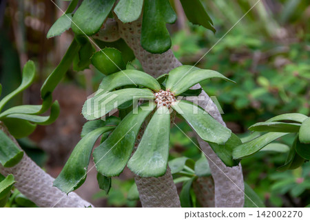 Euphorbia unispina: Thick, short leaves arranged in a whorl at the tip of the stem. Euphorbia unispina: Thick, short leaves arranged in a whorl at the tip of the stem. 142002270