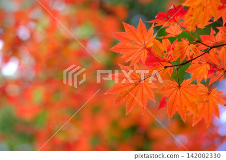 秋季色彩的背景材料為日本楓樹(Acer palmatum)。 秋季色彩的背景材料為日本楓樹(Acer palmatum)。 142002330