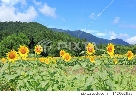 國立阿爾卑斯安曇野公園的向日葵 國立阿爾卑斯安曇野公園的向日葵 142002953