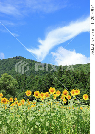 國立阿爾卑斯安曇野公園的向日葵 國立阿爾卑斯安曇野公園的向日葵 142002954