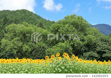 國立阿爾卑斯安曇野公園的向日葵 國立阿爾卑斯安曇野公園的向日葵 142002955