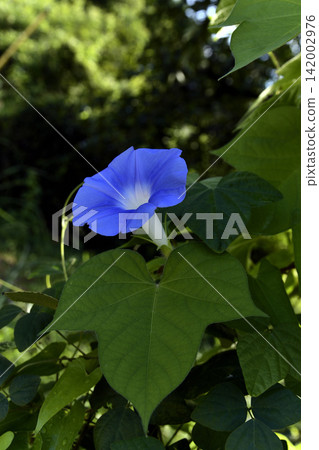 藍色牽牛花 藍色牽牛花 142002976